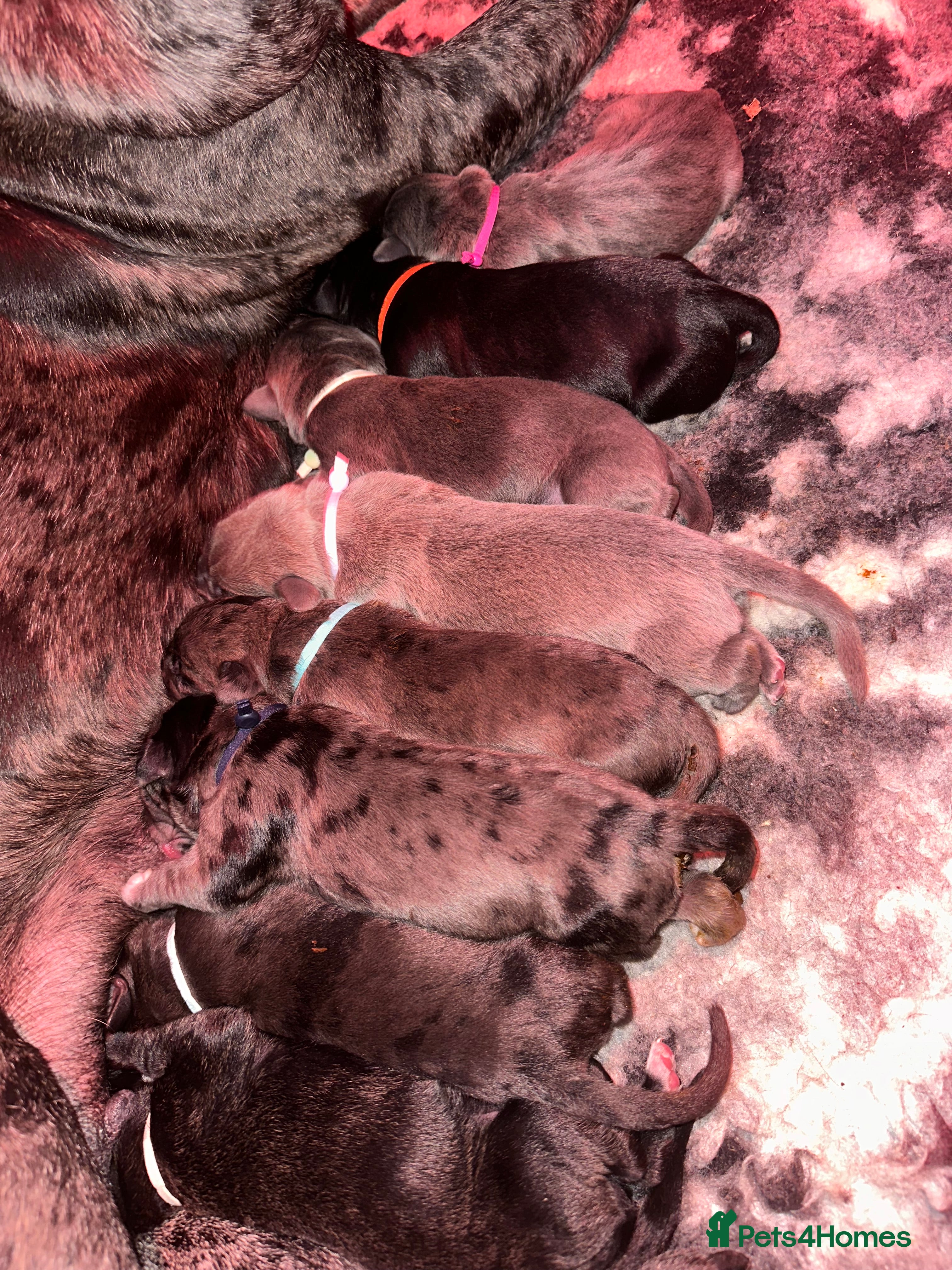 Cane Corso dogs Stunning cane corso puppy’s  - Advert 6