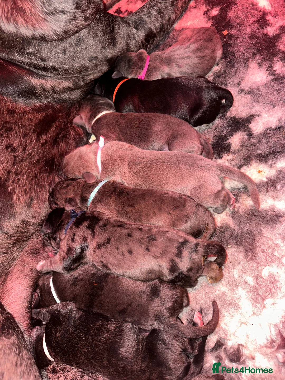 Cane Corso dogs for sale: Stunning cane corso puppy’s  - Advert 1