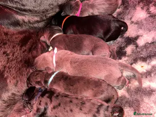 Cane Corso dogs Stunning cane corso puppy’s - Advert 1