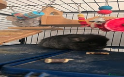 Chinchilla rodents for sale: 2 Female Chinchillas - Image 2