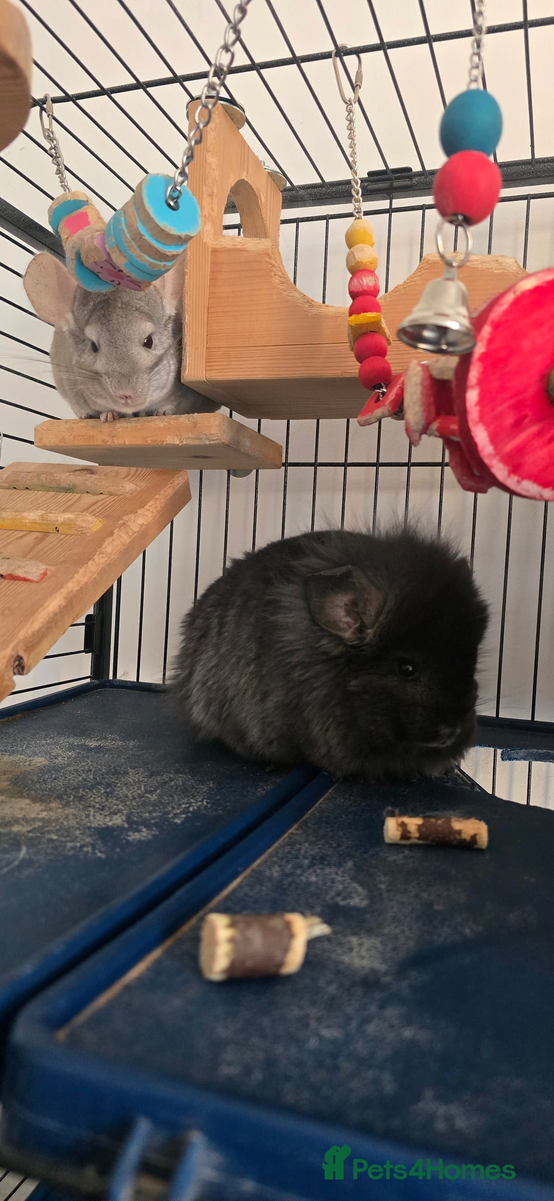 Chinchilla rodents for sale: 2 Female Chinchillas - Image 2