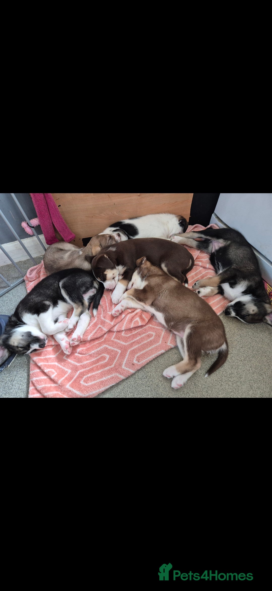 Mixed Breed dogs for sale: Husky mix puppies. Ready to leave! - Image 5