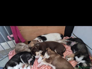 Mixed Breed dogs - Advert 9