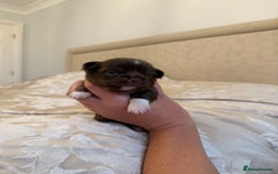 Chihuahua dogs for sale: Rare long haired Chocolate & tan with green eyes  - Image 5