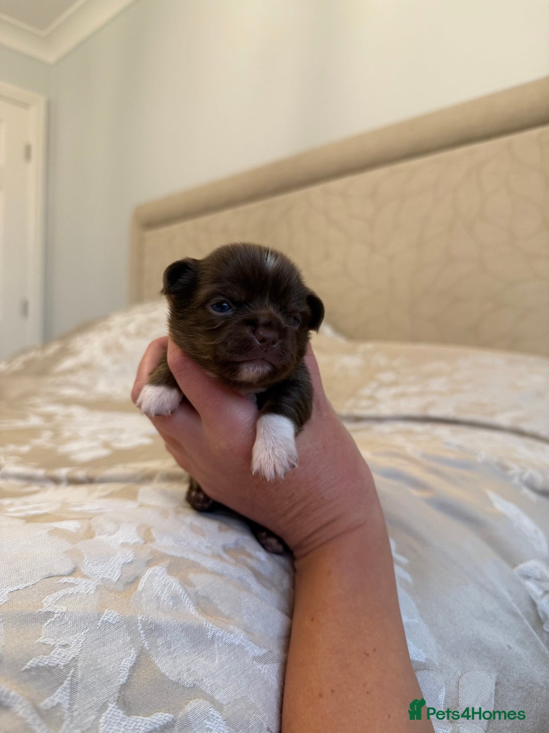 Chihuahua dogs for sale: Rare long haired Chocolate & tan with green eyes  - Image 5
