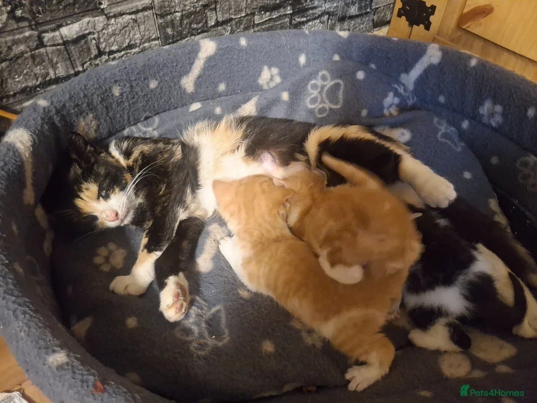 American Shorthair cats for sale: Little fur babies  - Advert 1