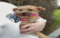Mixed Breed dogs for sale: Small Jack russel cross  - Image 13
