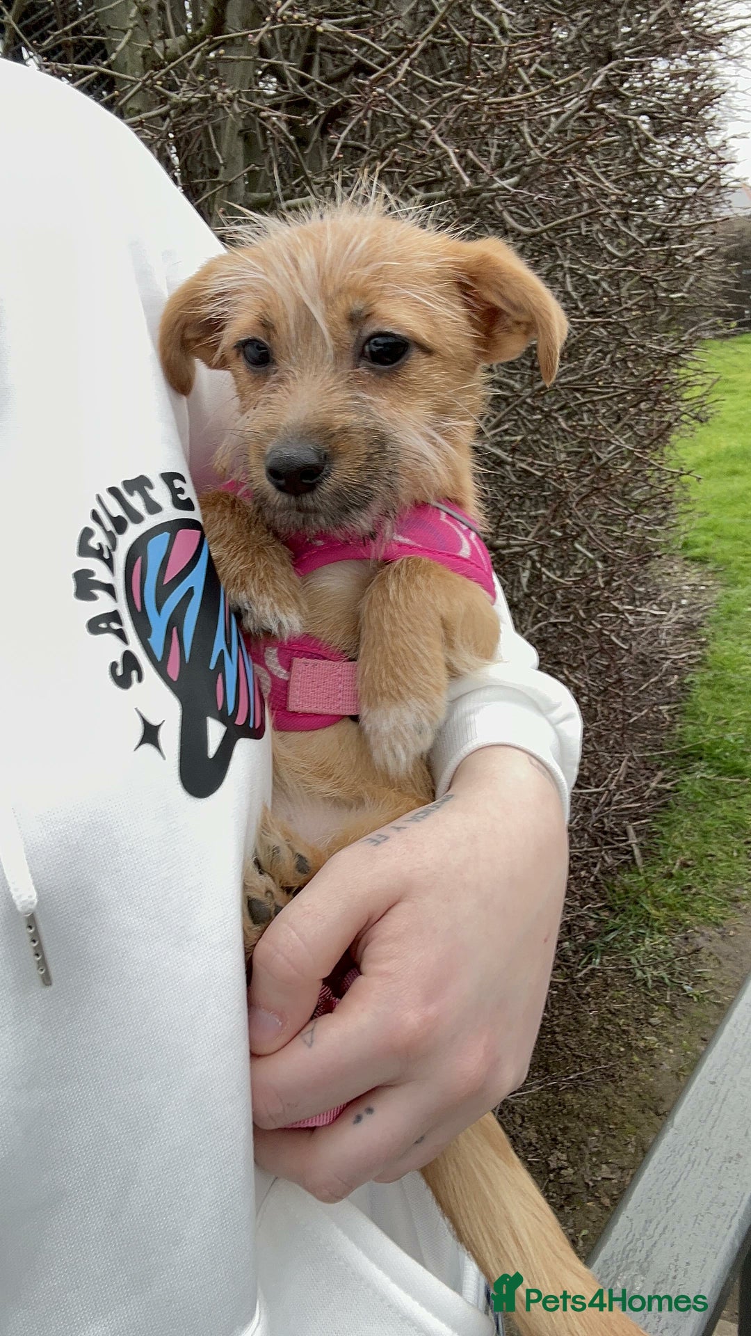 Mixed Breed dogs for sale: Small Jack russel cross  - Image 13