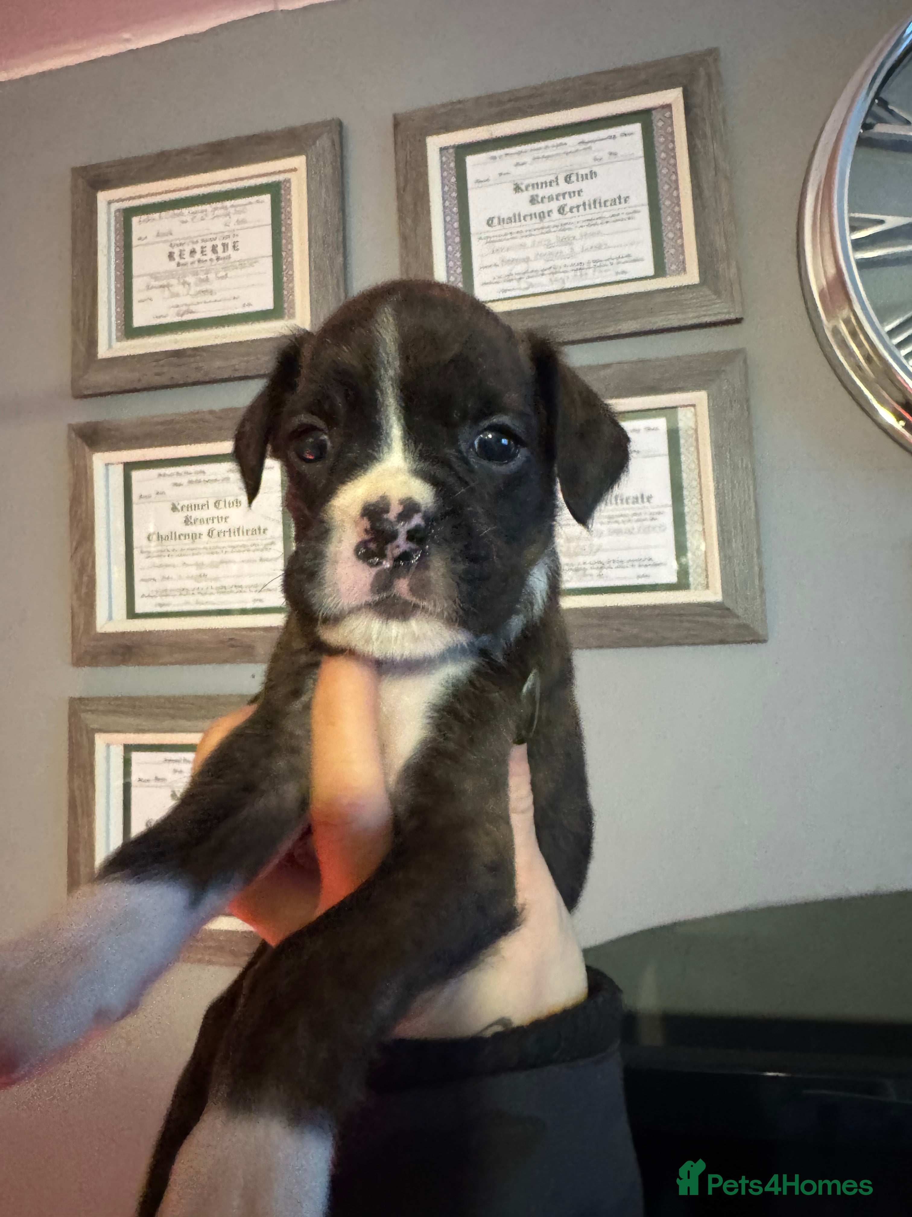 Boxer dogs LAST 2 Quality KC Boxer Puppies  - Advert 4