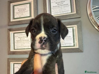 Boxer dogs LAST 2 Quality KC Boxer Puppies - Advert 3