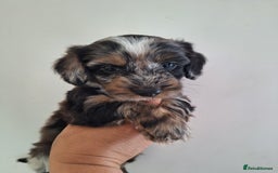 Mixed Breed dogs for sale: Jackapoo x cockerspaniel  - Image 4