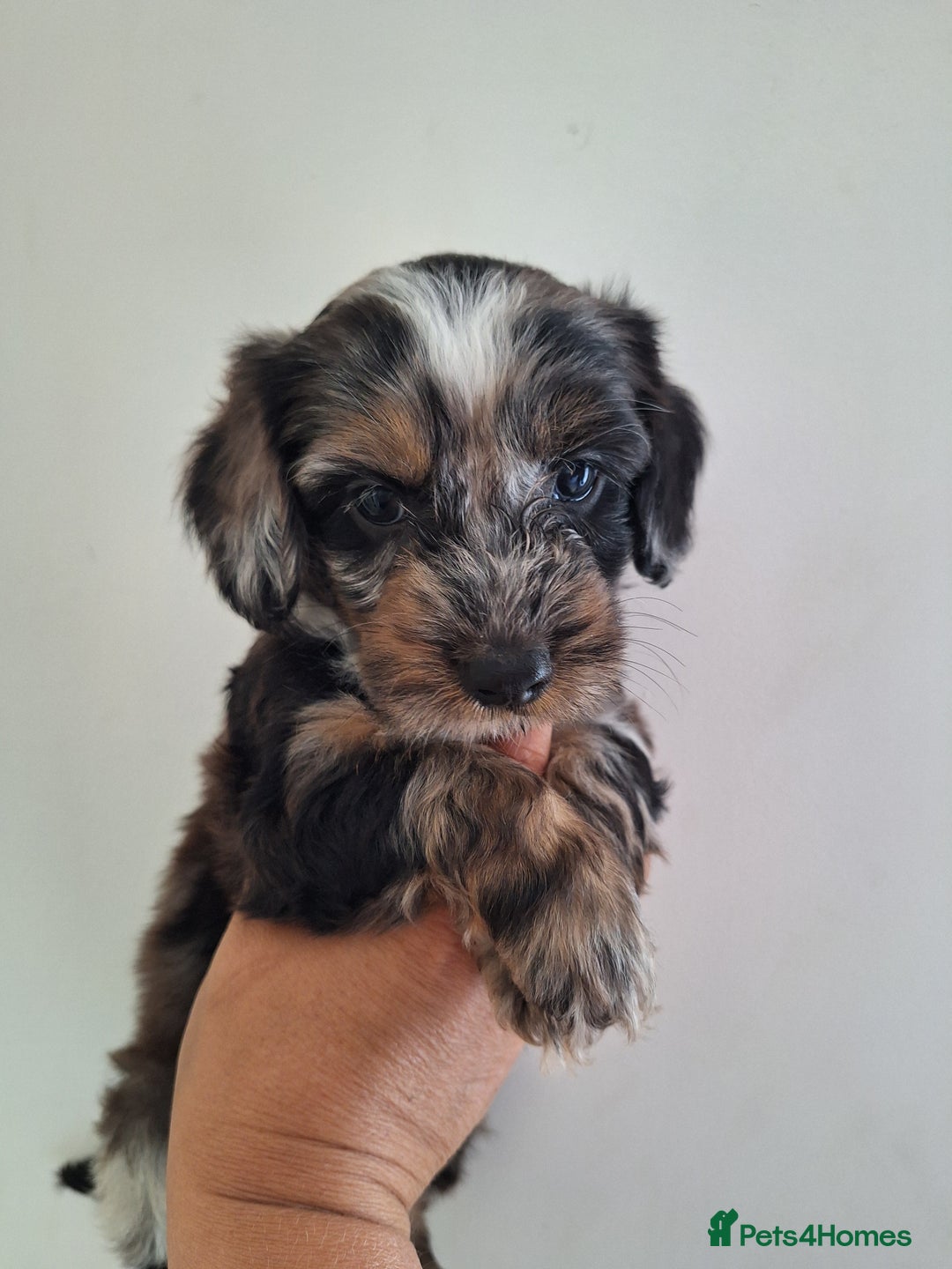 Mixed Breed dogs for sale: Jackapoo x cockerspaniel  - Image 4