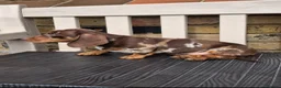 Miniature Dachshund dogs for sale: Miniature dachshunds - Advert 19