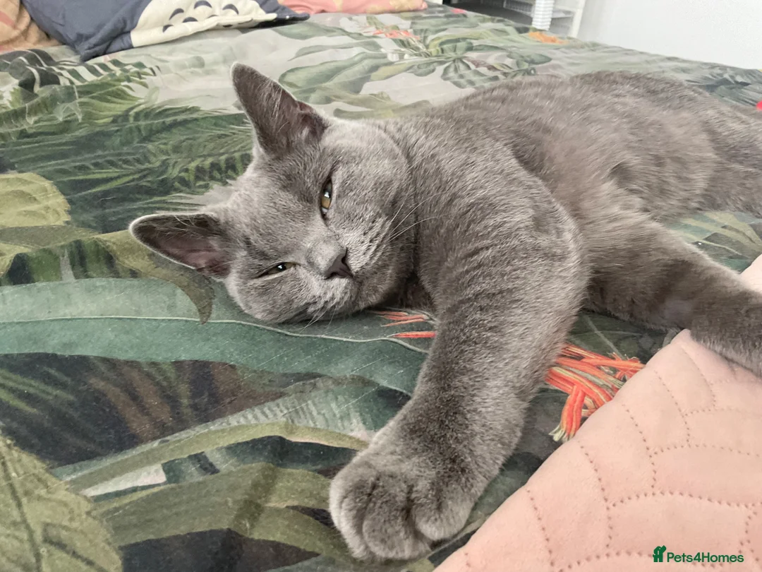 British Shorthair cats for sale: 6 Month Grey British Shorthair Cross + full set up in Luton - Advert 7