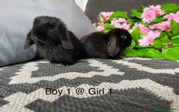 Mini Lop rabbits for sale: Stunning litter of 5 MINI LOPS ready to reserve  - Image 1
