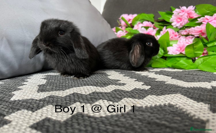 Mini Lop rabbits - Advert 1