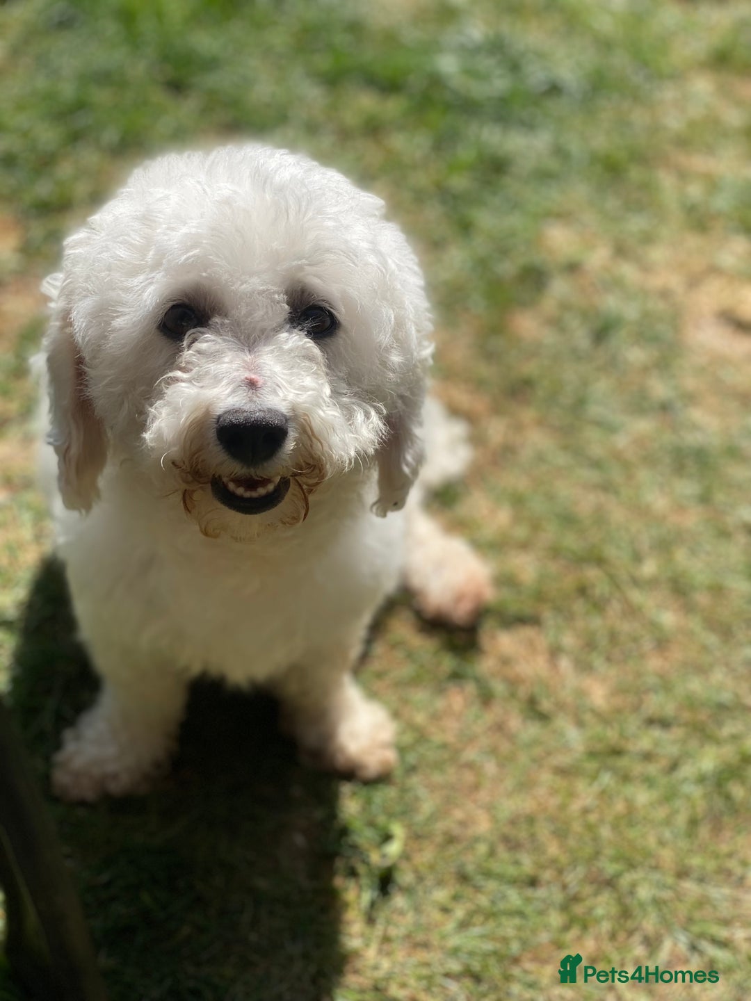 Bichon Frise dogs for sale: Beautiful Bichon frise puppies - Advert 23