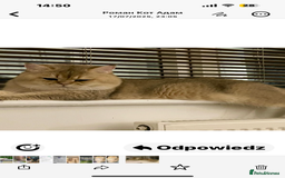 Scottish Fold cats for sale: purebred kittens Gold Scottish Fold Chinchilla - Image 22