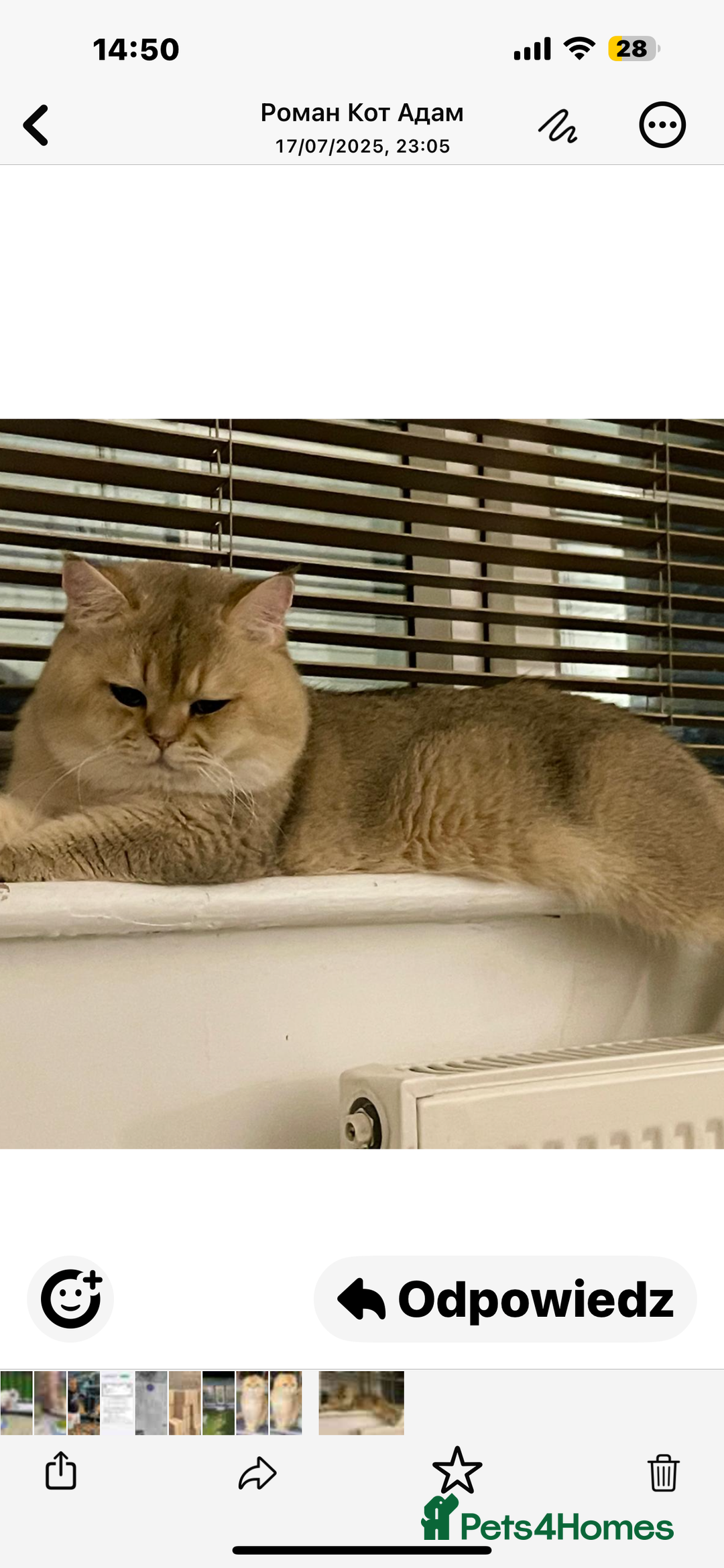Scottish Fold cats for sale: purebred kittens Gold Scottish Fold Chinchilla - Image 22