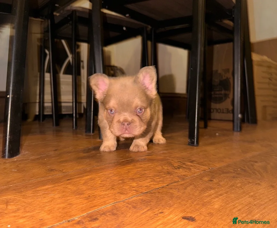 French Bulldog dogs for sale: Fluffy frenchies new shade/ lilactan pink-testable - Advert 12