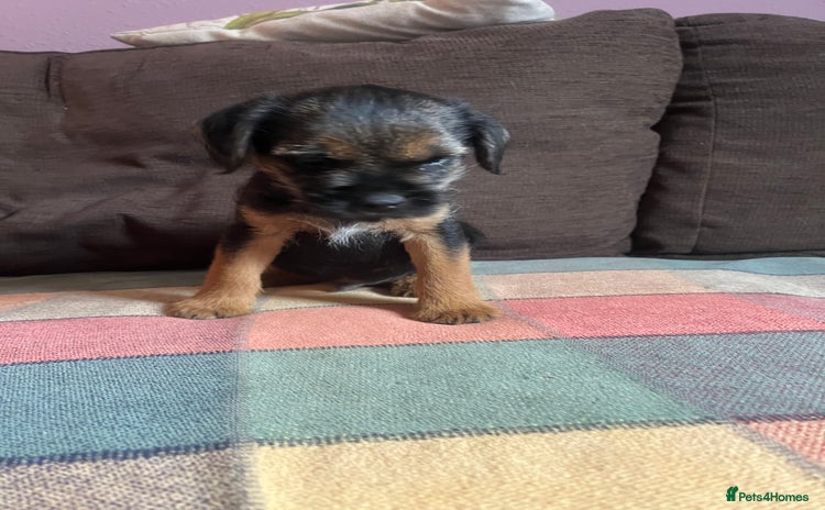 Border Terrier dogs - Advert 7