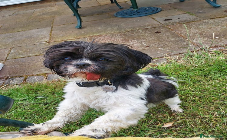 Shih Tzu dogs - Advert 9