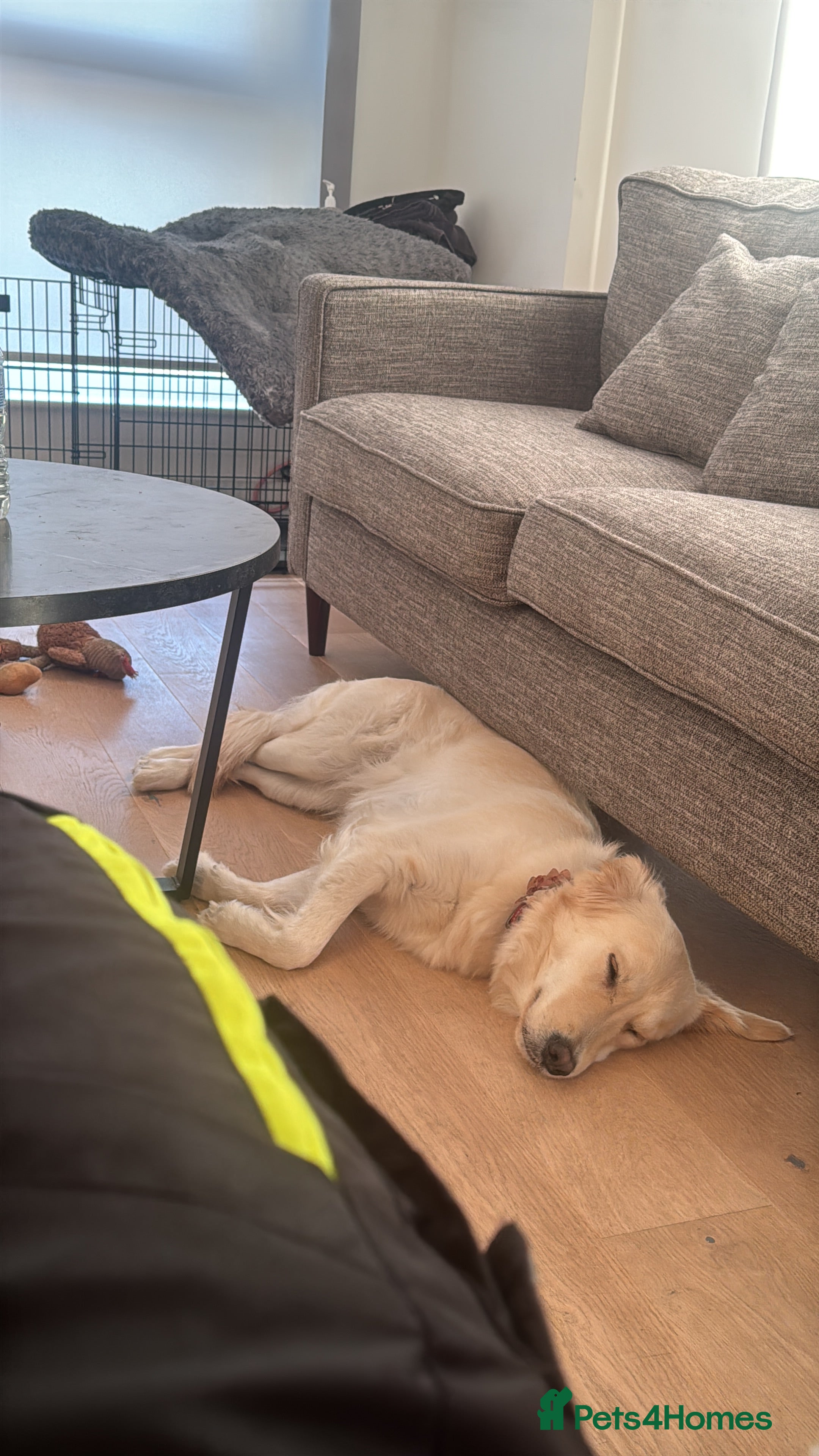 Mixed Breed dogs Golden lab/collie mix Azul - Advert 10