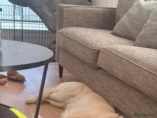 Mixed Breed dogs Golden lab/collie mix Azul - Advert 16