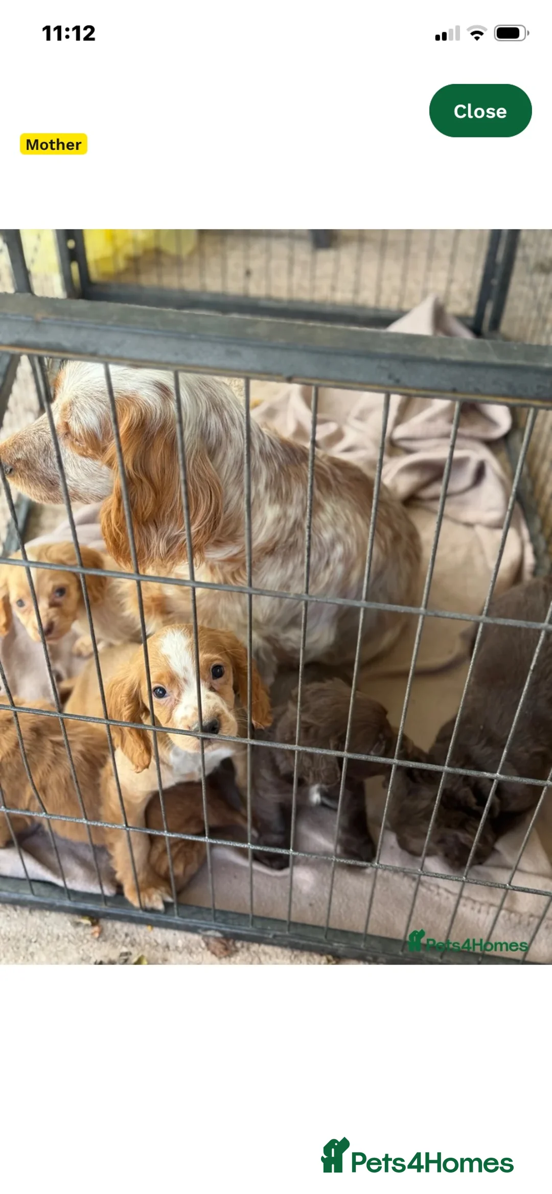 Cocker Spaniel dogs for sale: Chocolate cocker spaniel boy 13 weeks  - Advert 2