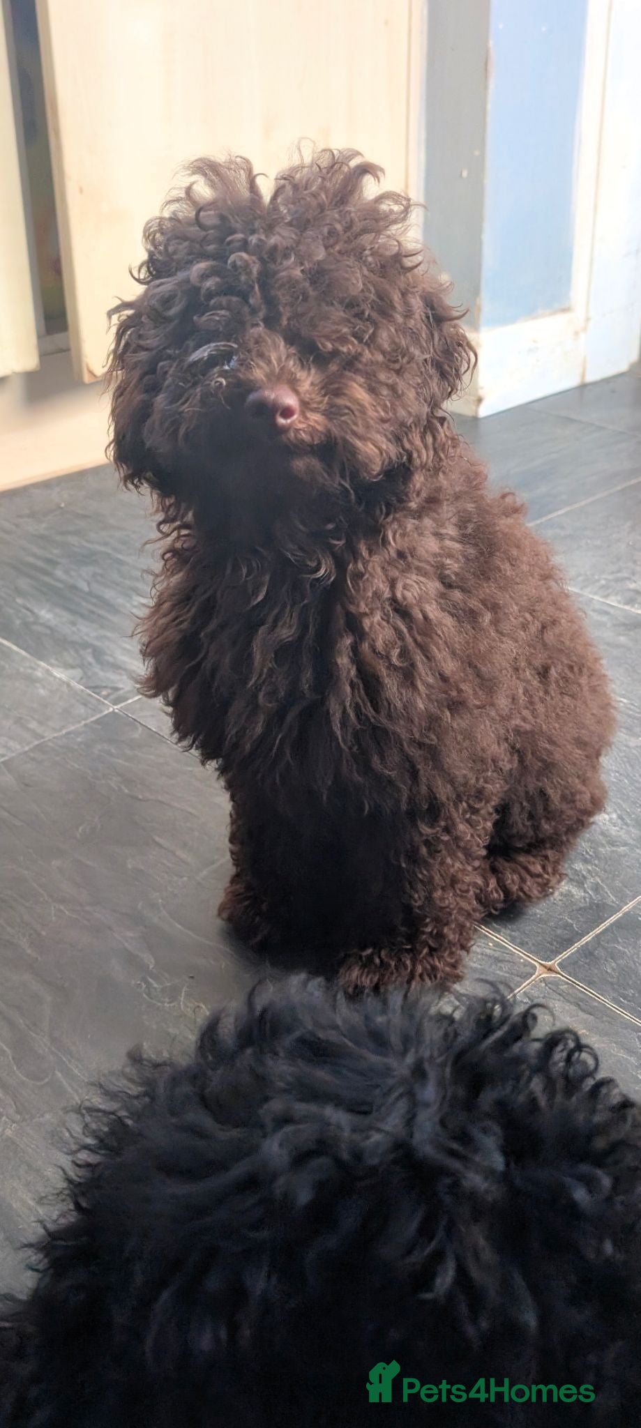 Labradoodle dogs 🐾Quality F1BB Fluffy Mini Labradoodle Pups🐾  - Advert 2