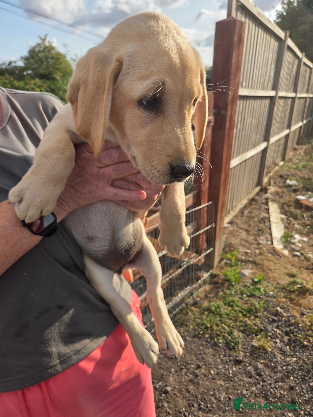 Labrador Retriever dogs for sale: Kc registered Labrador puppies  - Image 10