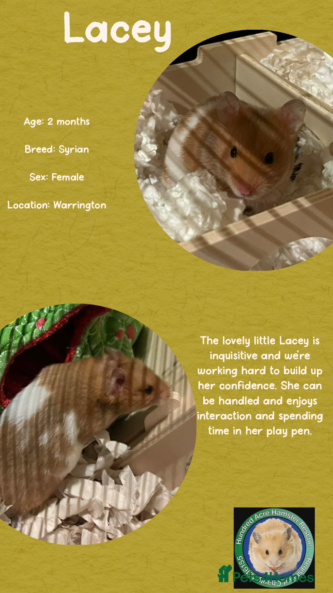 Hamster rodents Hamster  - Advert 1