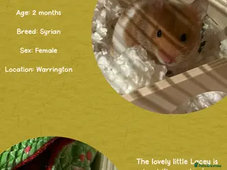 Hamster rodents Hamster - Advert 1