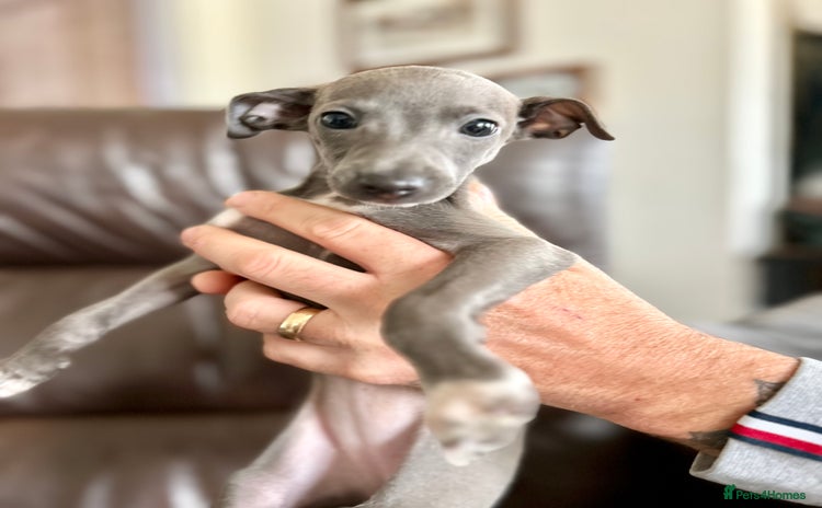 Italian Greyhound dogs - Advert 10