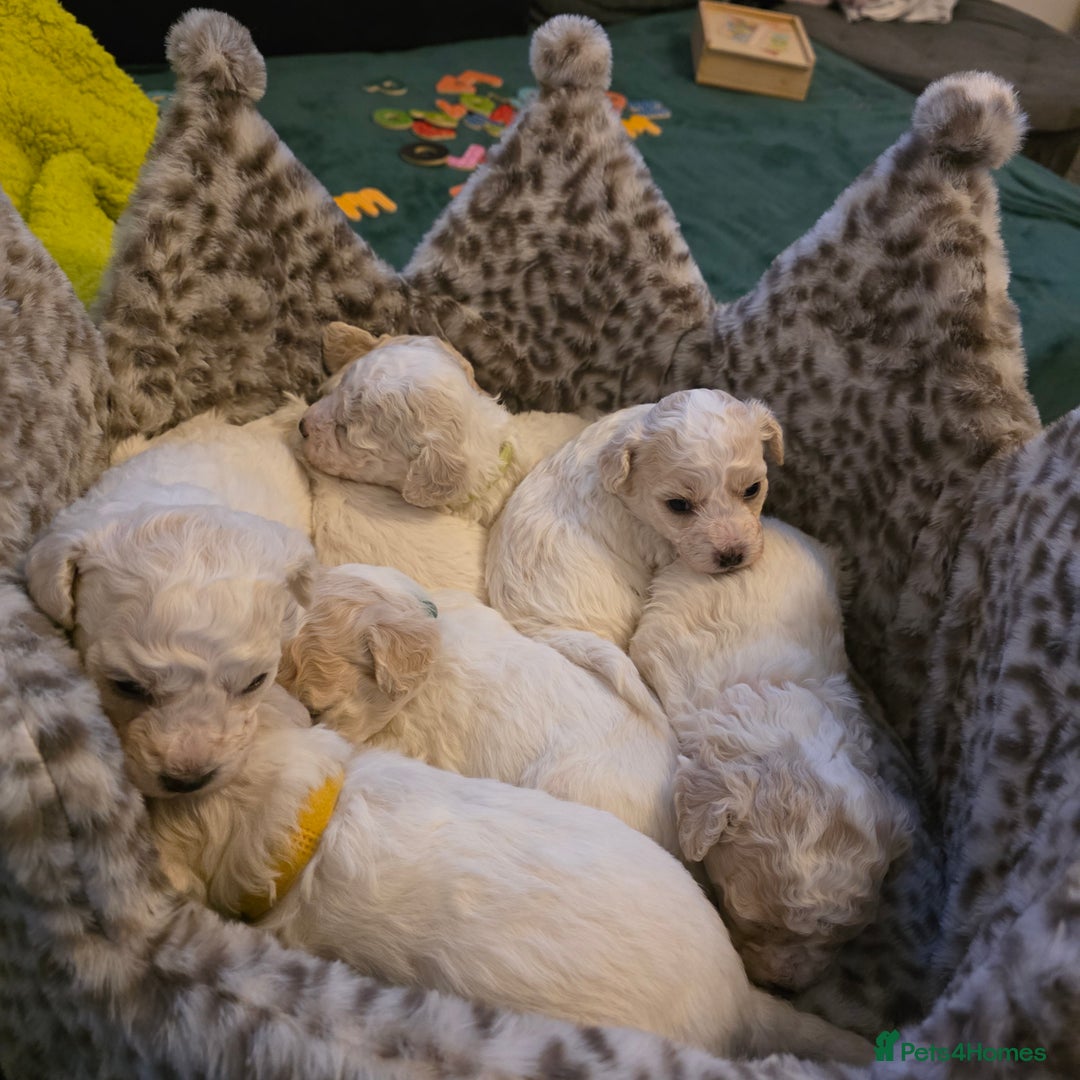 Bichon Frise dogs for sale: Bichon frise  - Advert 2