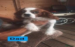 Cavalier King Charles Spaniel dogs for sale: Mixed colour Cavaliers  - Image 2