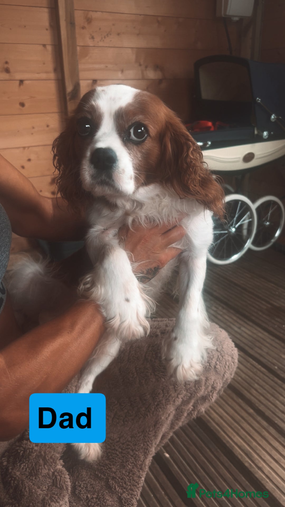Cavalier King Charles Spaniel dogs for sale: Mixed colour Cavaliers  - Image 2
