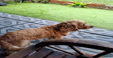Cocker Spaniel dogs - Advert 4