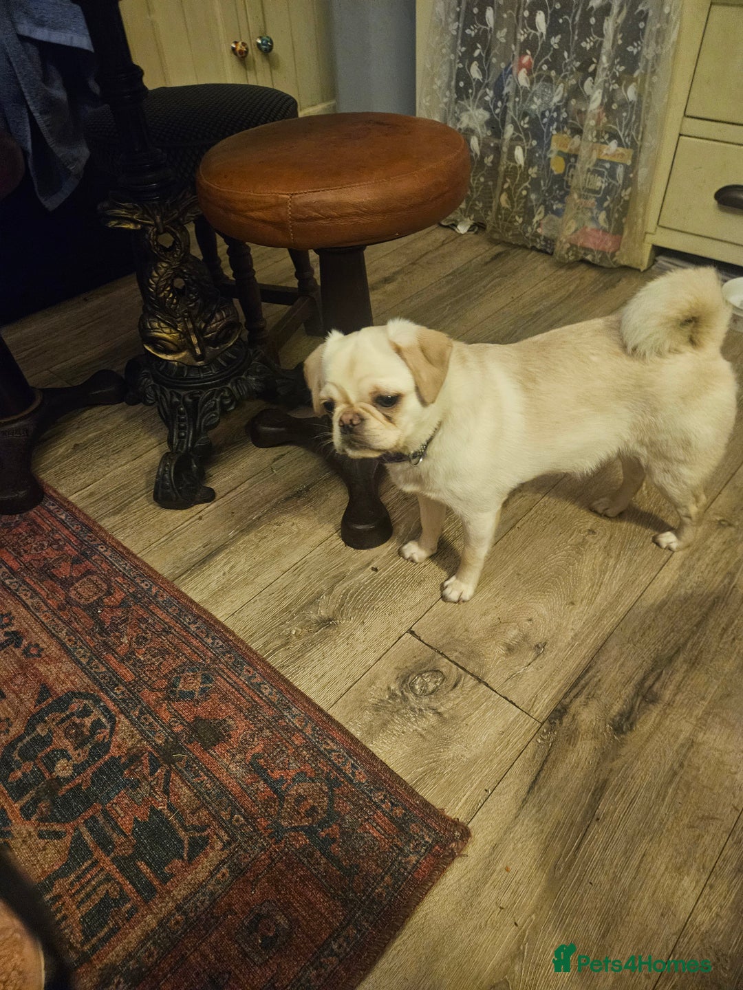 Pug dogs for sale: Young pug bitch - Advert 1