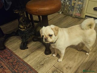 Pug dogs Young pug bitch - Advert 11