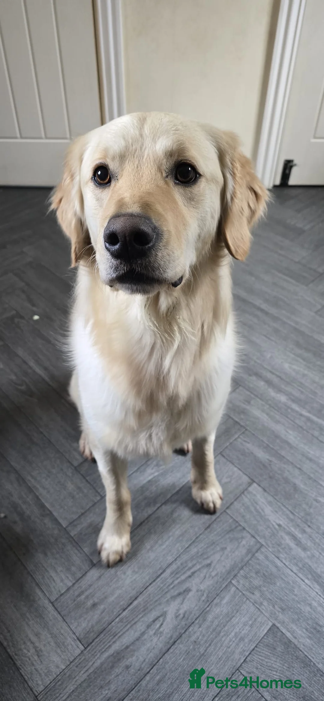 Golden Retriever dogs for sale: Meet 2 Yr old Arlo KC Registered Golden Retriever - Advert 9