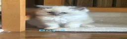 Ragdoll cats for sale: Ragdoll Kittens in Falkirk - Advert 6