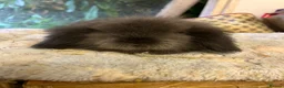 Mini Lion Lop rabbits for sale: Pure mini lion lops from show stock  - Advert 14