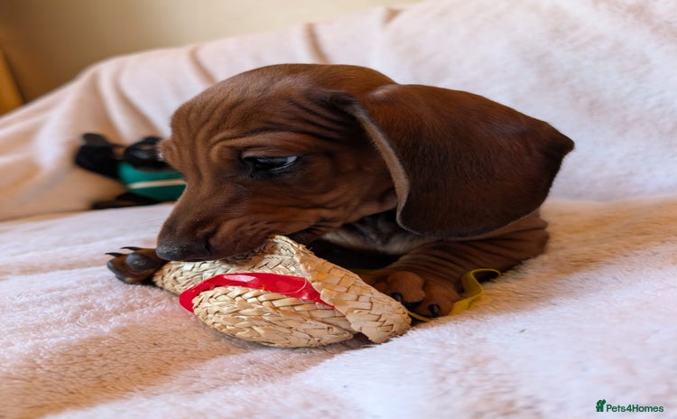 Miniature Dachshund dogs - Advert 2