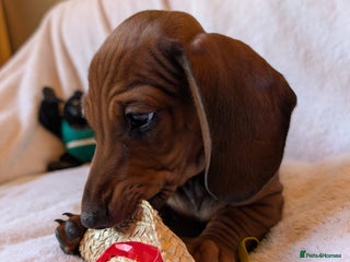 Miniature Dachshund dogs 2 beautiful miniature dacshund boys - Advert 12