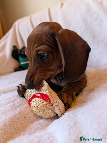 Miniature Dachshund dogs - Advert 2
