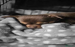 Chihuahua dogs for sale: Brown & tan chihuahua girl  - Image 4