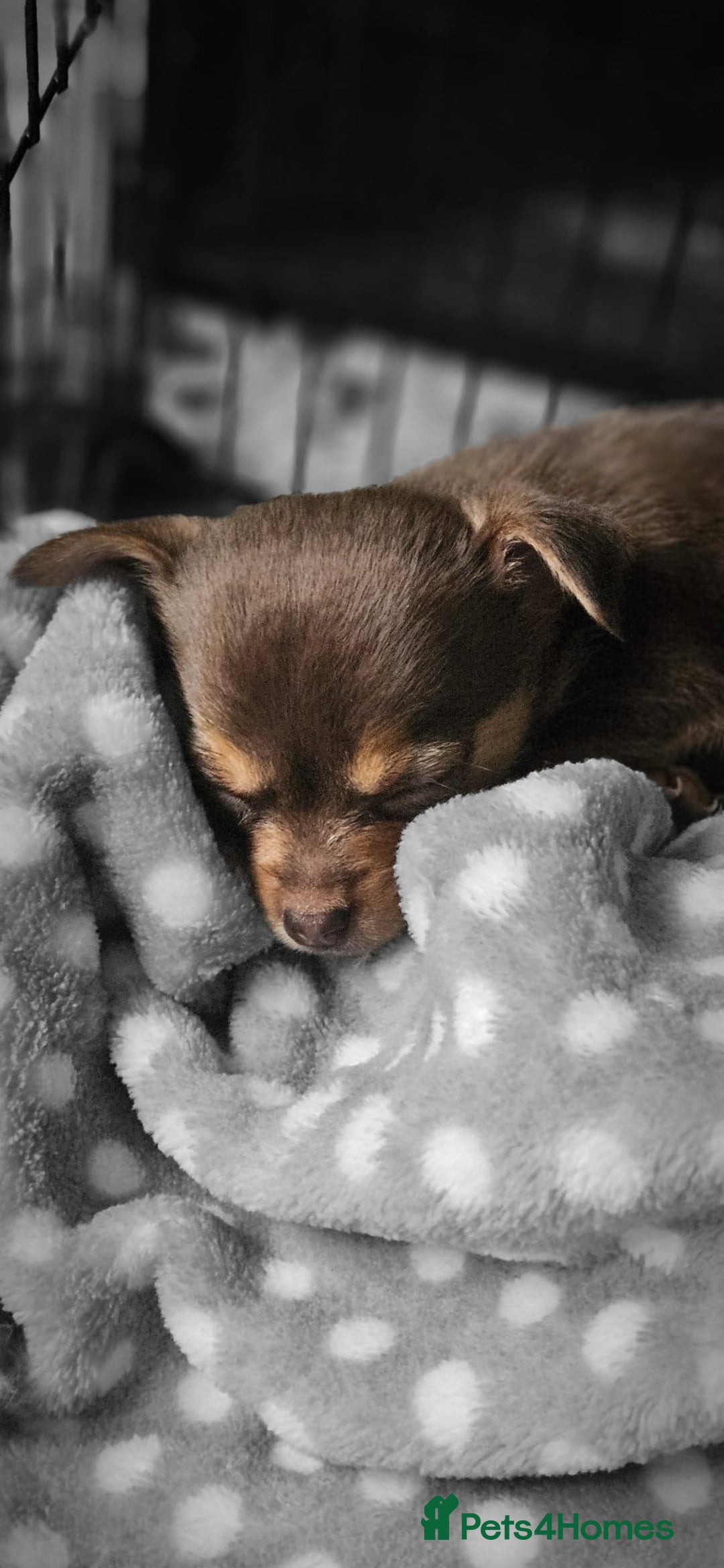 Chihuahua dogs for sale: Brown & tan chihuahua girl  - Image 4