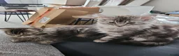 Maine Coon cats for sale: 🐾 Stunning Silver Tabby Maine Coon Boy 🐾 in Caerphilly - Advert 5