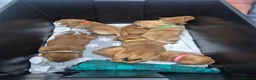 Labrador Retriever dogs for sale: Labrador  in Northallerton - Advert 16